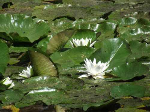 water lilies flower green