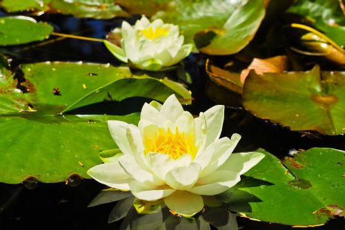 water lilies roses nuphar