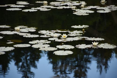 water lilies mirroring contrasts