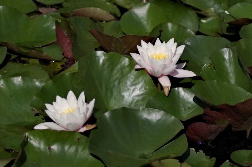 water lilies flower lily