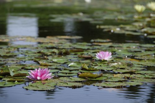 water lilies lake water