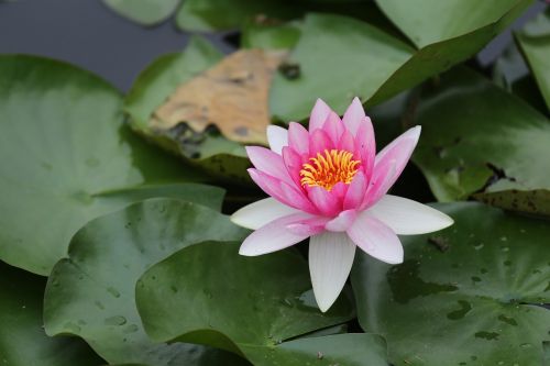 water lilies flower fresh