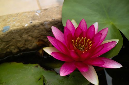 water lilies lotus lotus leaf