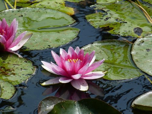 water lilies flower nature