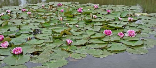 water lilies pink flower