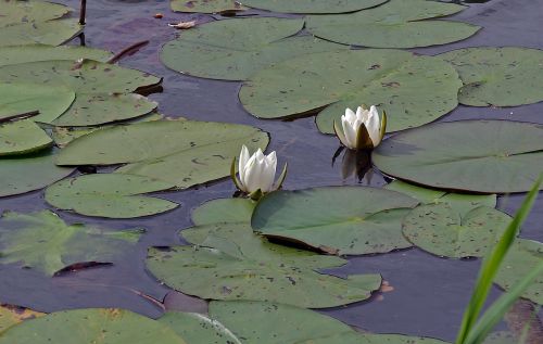 water lilies waters lake