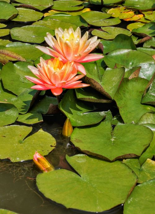 water lilies pool lotus
