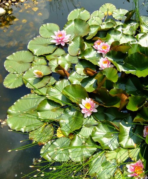 water lilies bud lake rose