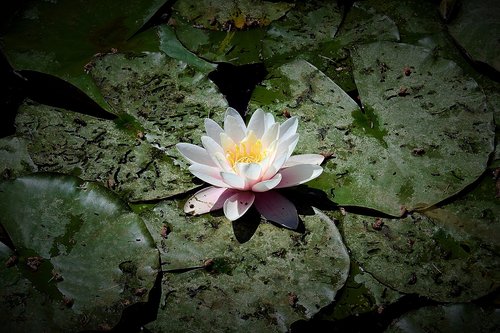 water lilies  the beauty of nature  flower water