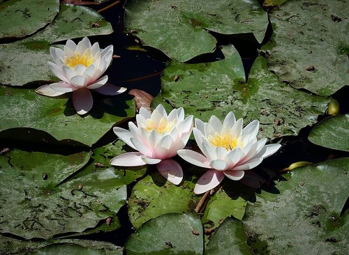 water lilies  the beauty of nature  flower water