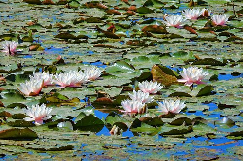 water lilies  a miracle of nature  flower