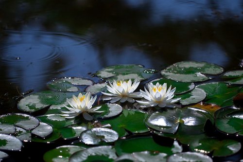 water lilies  pond  lotus