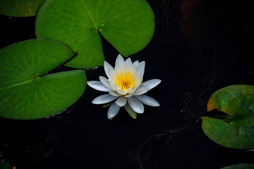 water lilies  aquatic plants  flowers