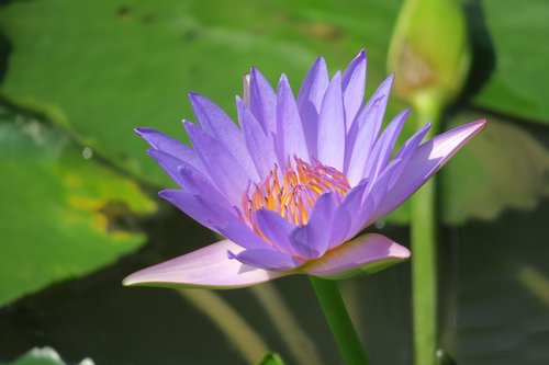 water lilies  aquatic plants  summer