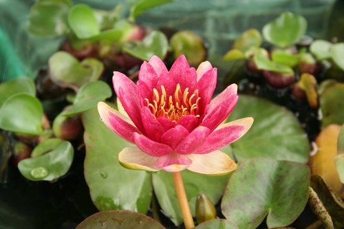 water lilies  flowers  nature