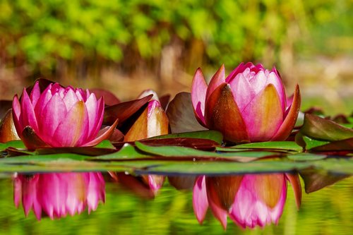 water lilies  flowers  bloom