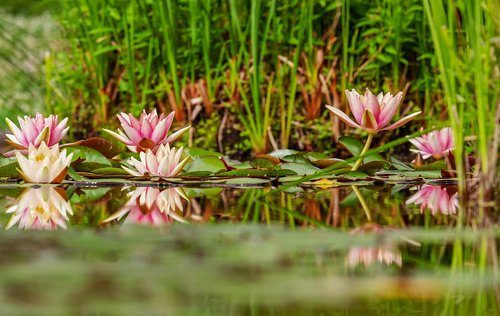 water lilies  nuphar  bloom