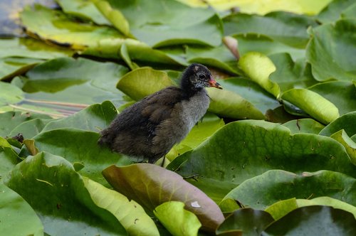 water lilies  young animal  pond