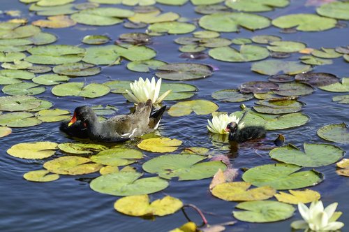 water lilies  young animal  pond