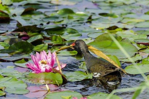 water lilies  pond  moorhen