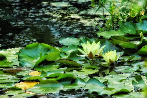 water lilies  yellow  lily pond