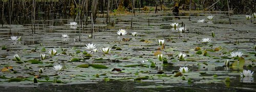 water lilies  lake  nature