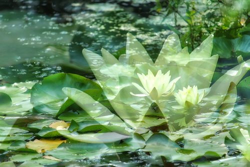 water lilies  lake rosengewächs  yellow