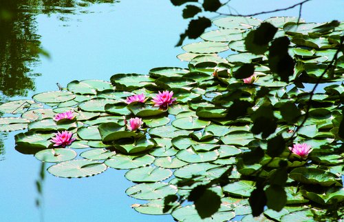 water lilies  pond  lake