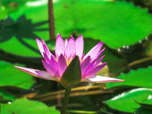 water lilies  aquatic plants  summer