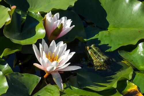 water lilies  frog  hidden