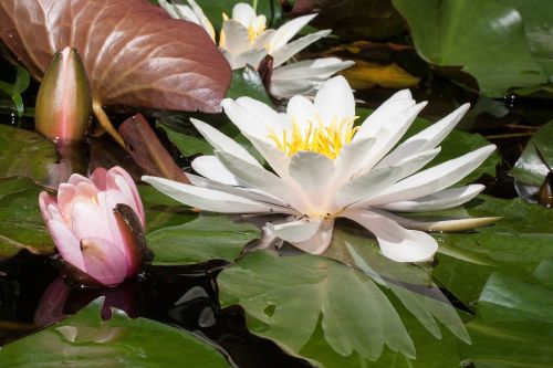 water lilies nymphaea lake rose