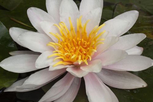 water lilies nymphaea lake rose
