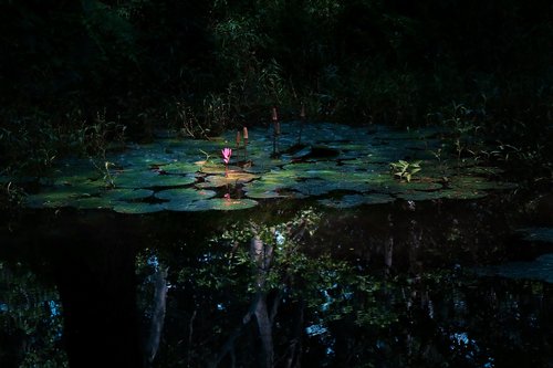 water lilies  the darkened  lotus