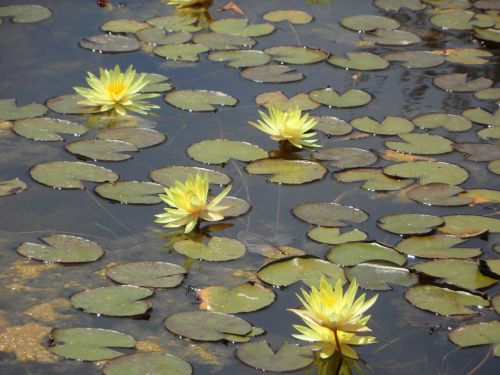 water lilies lily pond bloom