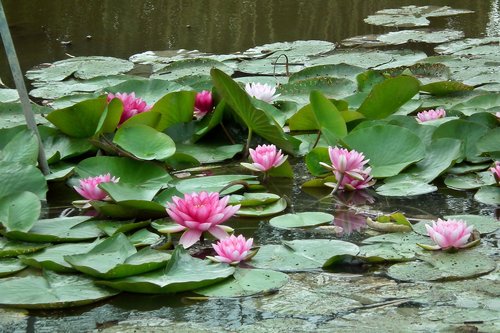 water lilies  flowers  foliage