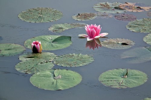 water lilies  flowers  nature