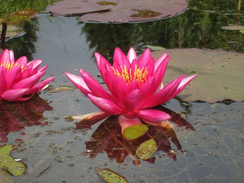 water lilies water garden