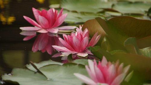 water lilies  pond  teichplanze