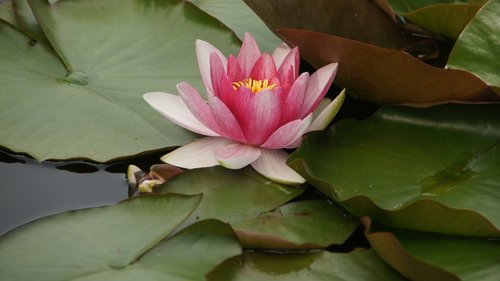 water lilies  pond  nuphar