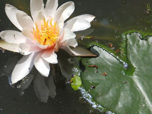 water lilies  flower  rosa