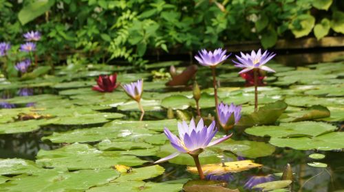 water lilies flower aquatic plant