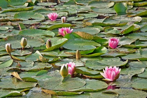 water lilies  nature  pond