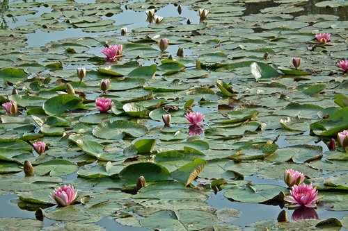 water lilies  flowers  pink