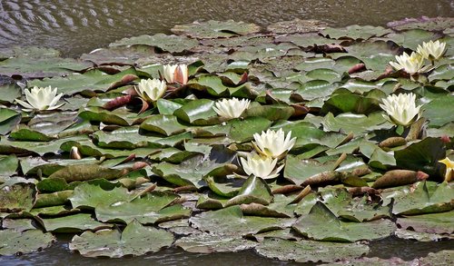 water lilies  flowers  white
