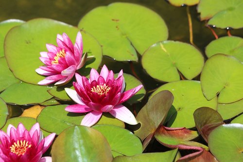 water lilies  leaves  pond