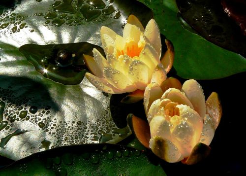 water lilies blossom bloom