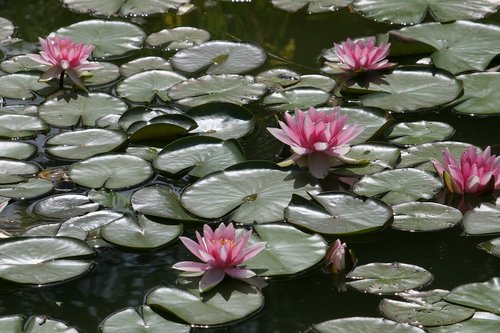water lilies  pond  water