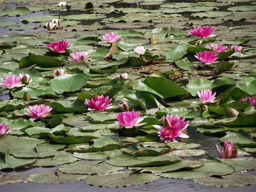 water lilies  flowers  flourishing