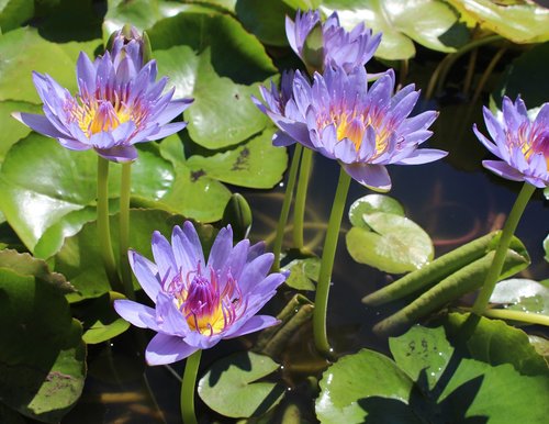 water lilies  tropical  nymphaea