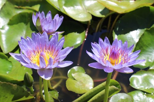 water lilies  tropical  nymphaea
